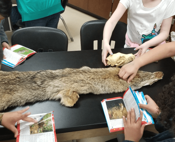 coyote pelt