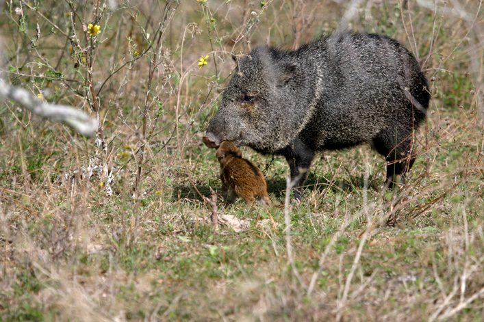 Baby Javelina 02