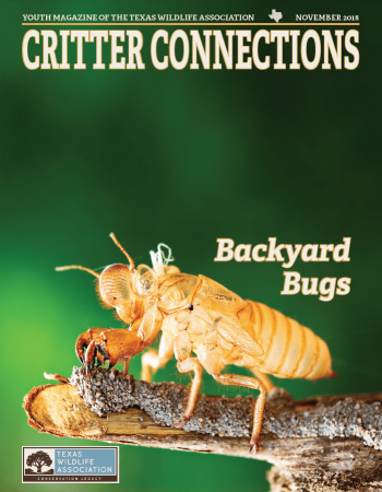 Backyard_Bugs