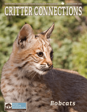 Bobcat_Cover