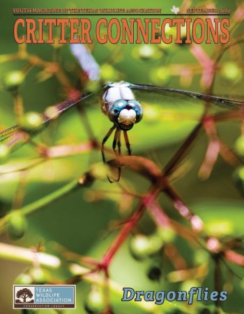 Dragonflies_Cover