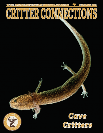 February 2023 Critter Connections_Cave Critters