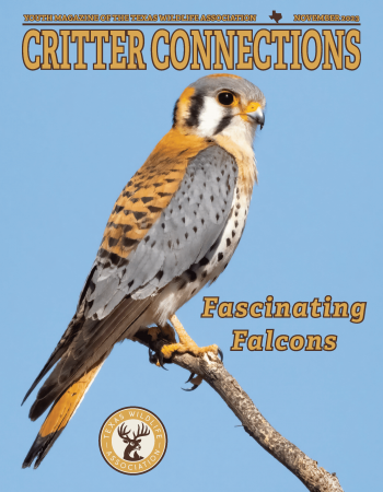 November 2023_Fascinating Falcons_cover