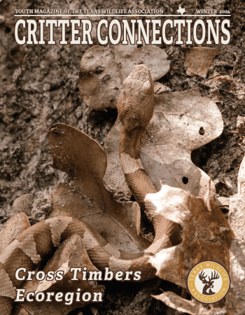 November 2024_Cross Timbers Ecoregion_cover