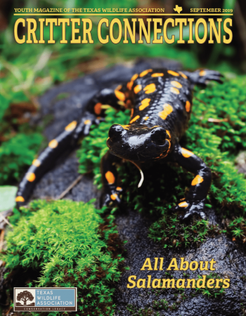 Salamander_cover