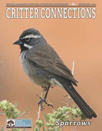Sparrows_cover