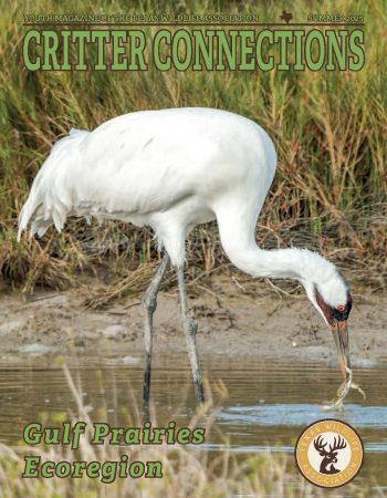 Summer 2025_Gulf Prairies Ecoregion_Cover