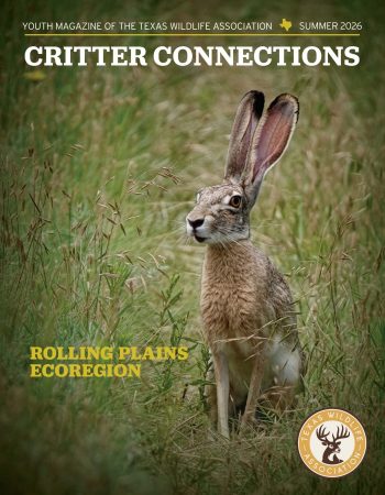 Summer 2026_Rolling Plains Ecoregion_Cover