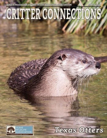 Texas_Otters_cover
