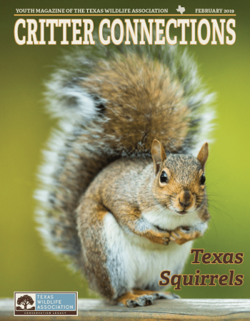 Texas_Squirrels