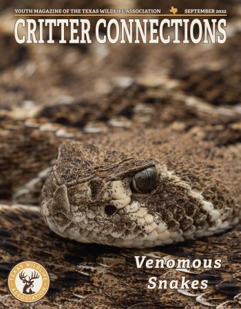Venomous Snakes Cover