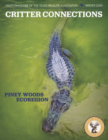 Winter 2025_Piney Woods Ecoregion_Cover